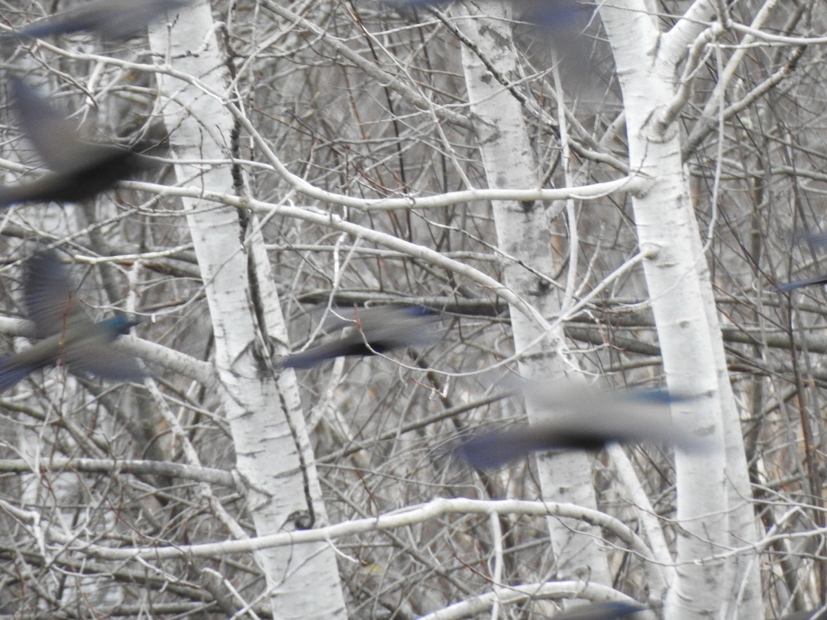 Common Grackle - ML645184114