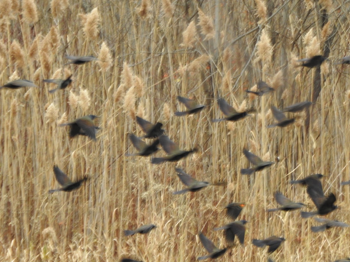 Common Grackle - ML645184115