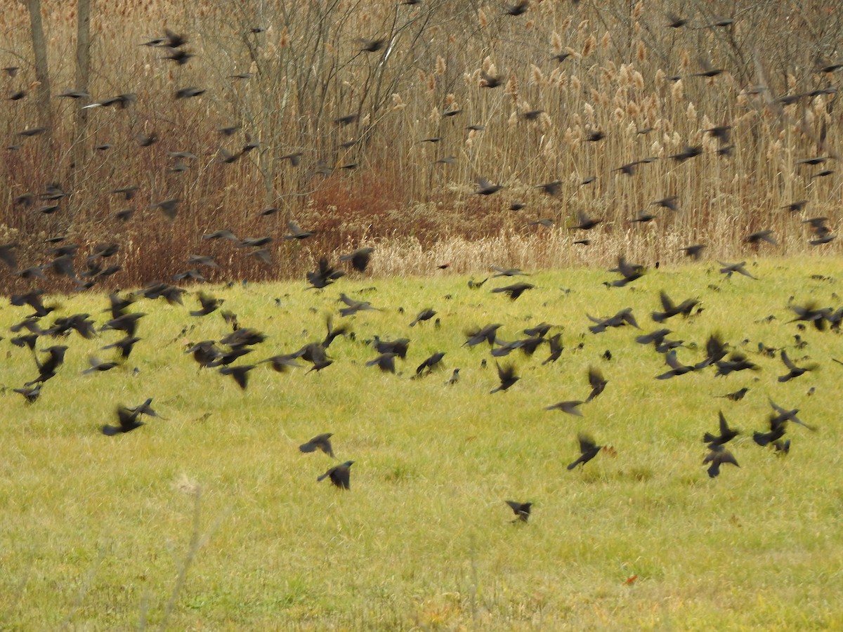 Common Grackle - ML645184116