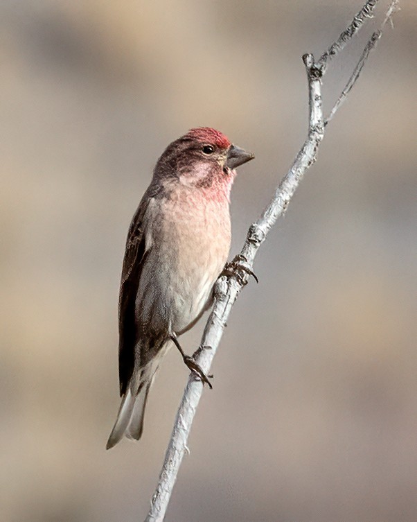 Cassin's Finch - ML645184118