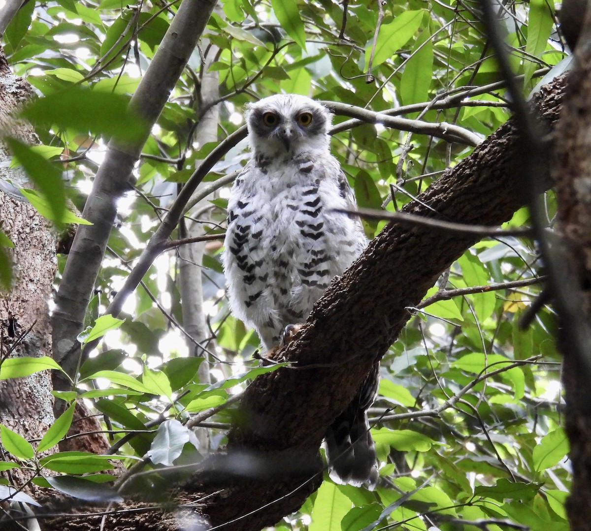 Powerful Owl - ML645184122