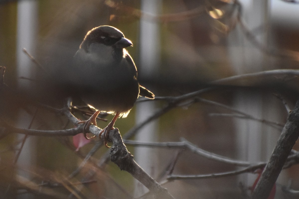 House Sparrow - ML645184123