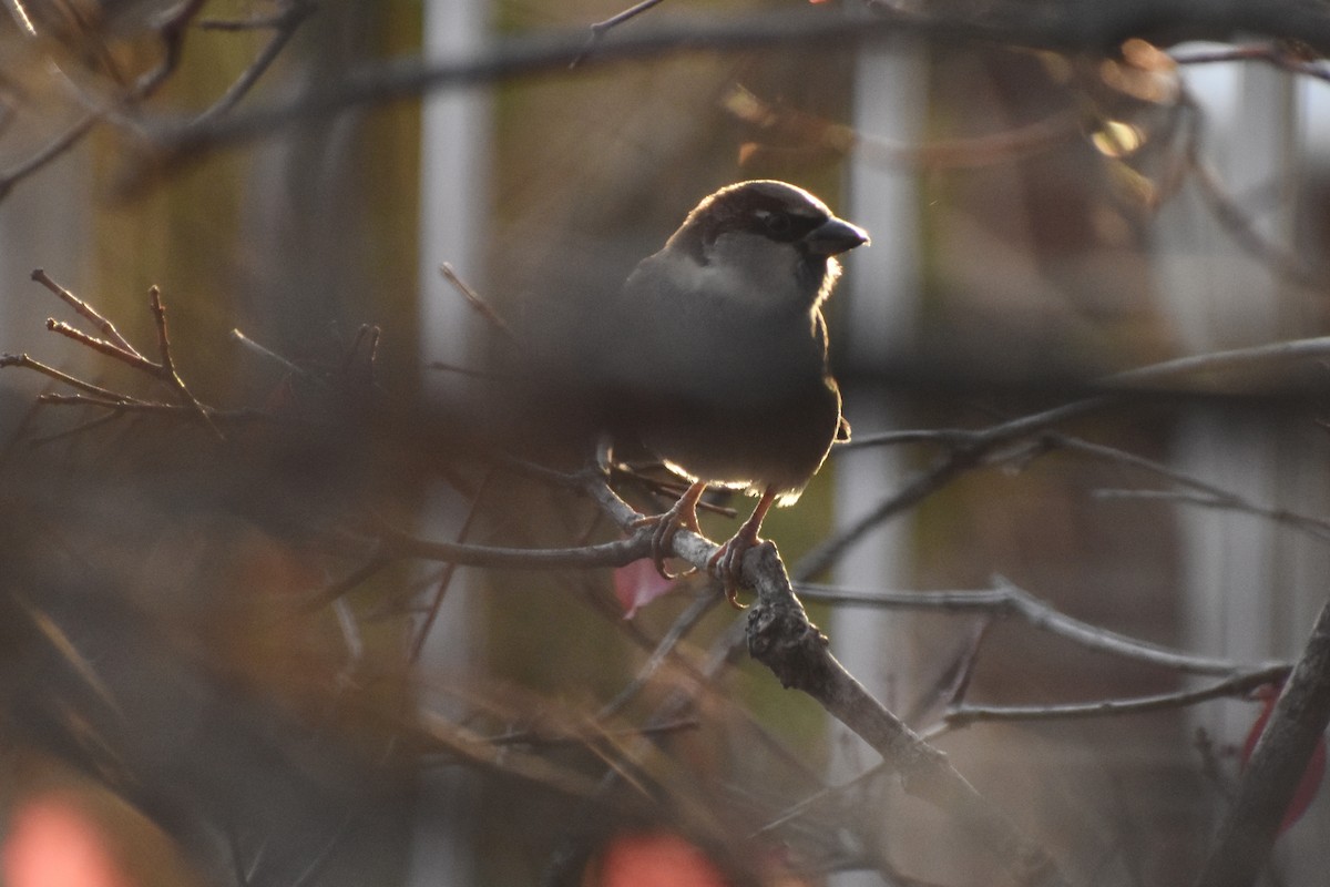 House Sparrow - ML645184124