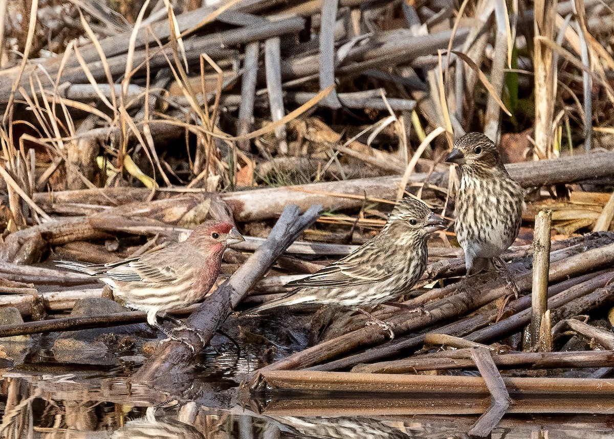 Cassin's Finch - ML645184136