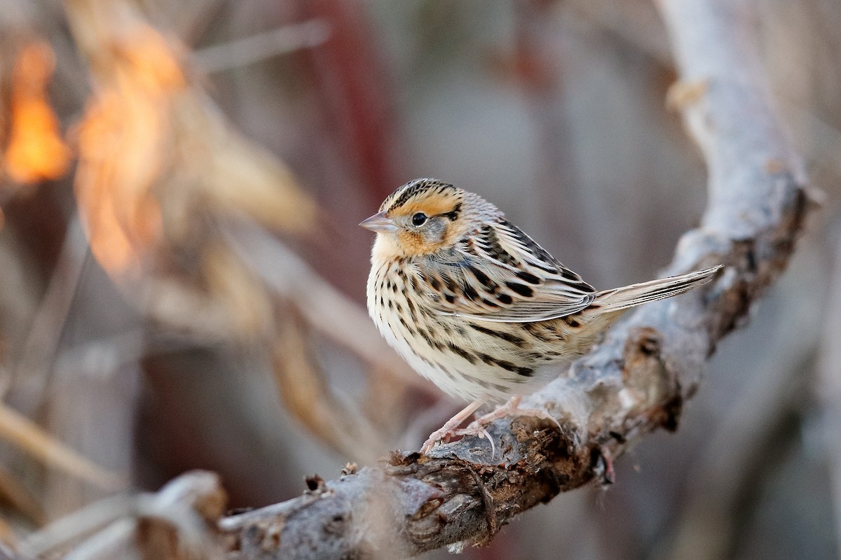 LeConte's Sparrow - ML645184140