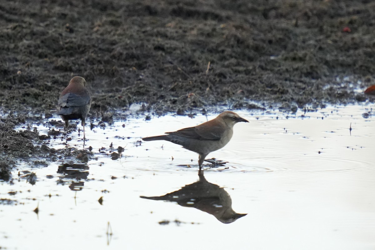 Rusty Blackbird - ML645184143