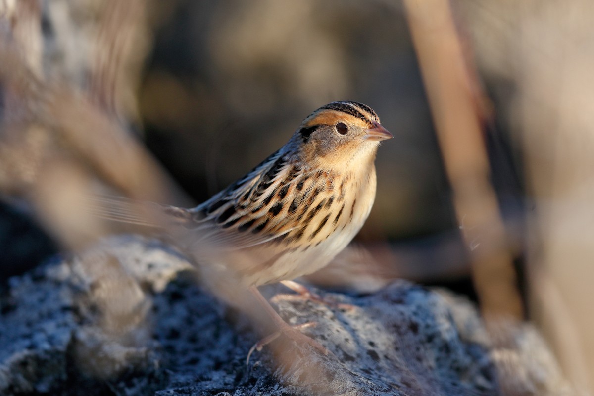 LeConte's Sparrow - ML645184145