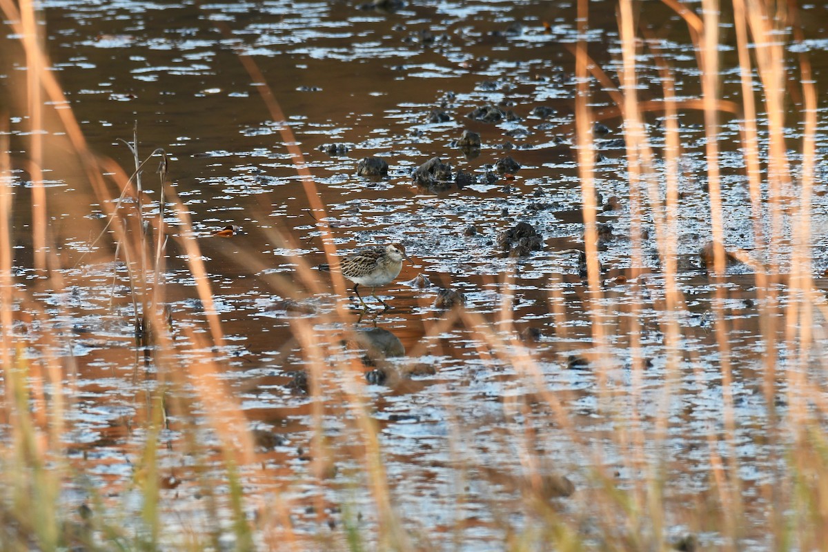 Correlimos Acuminado - ML645184149