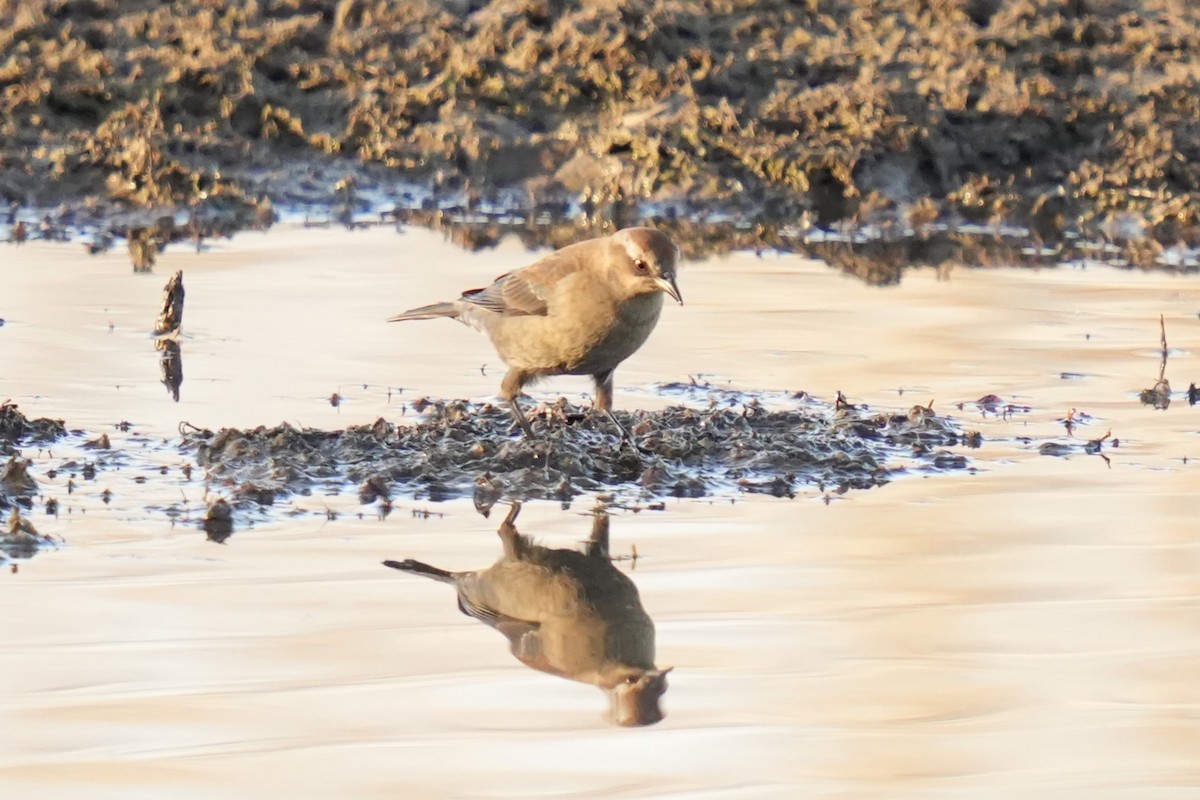 Rusty Blackbird - ML645184151
