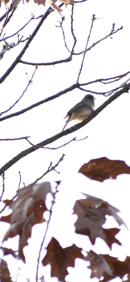 Dark-eyed Junco - ML645184152