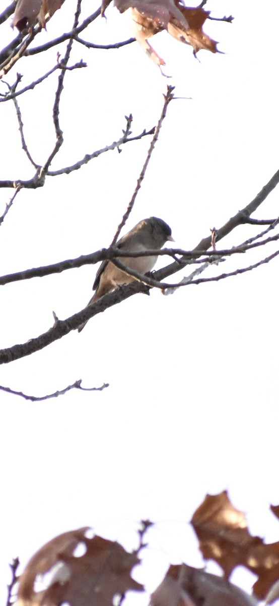 Dark-eyed Junco - ML645184153