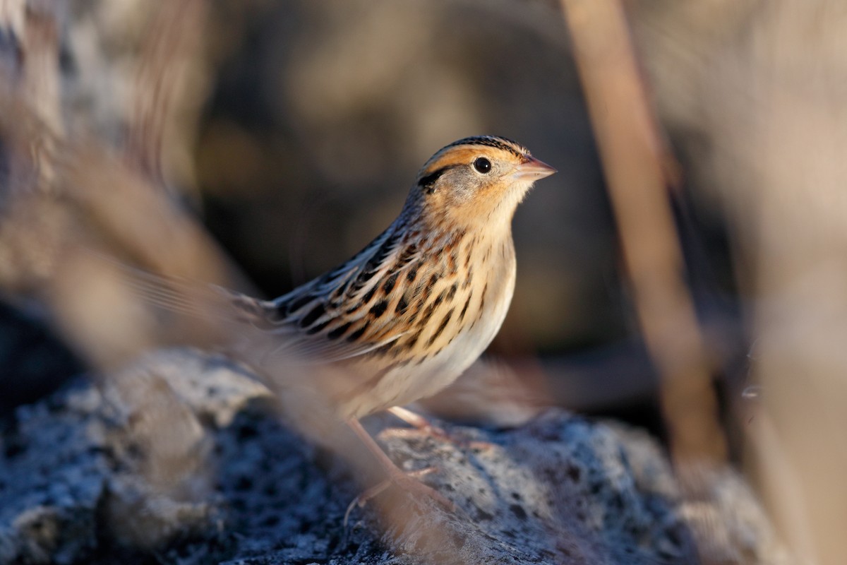 LeConte's Sparrow - ML645184154