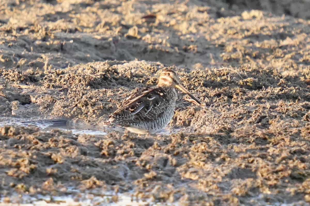 Wilson's Snipe - ML645184161