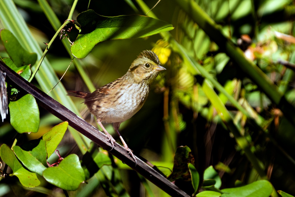 Swamp Sparrow - ML645184162