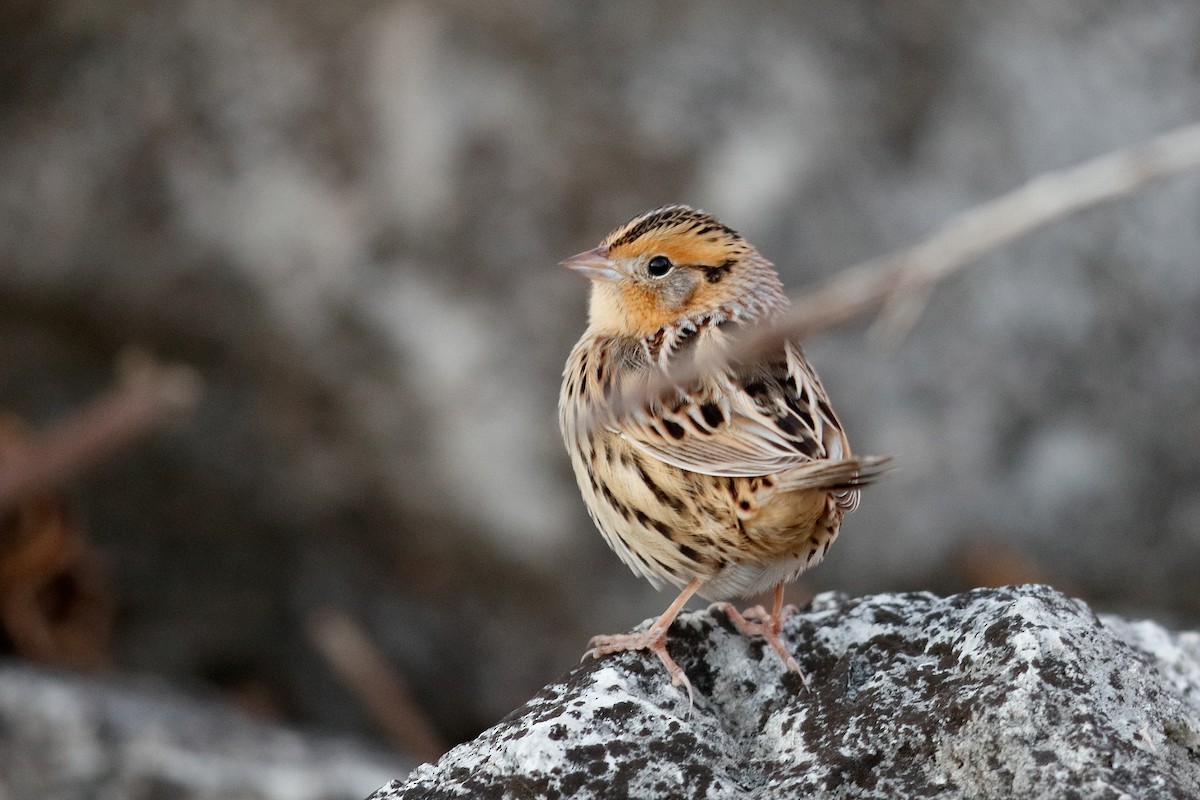 LeConte's Sparrow - ML645184163