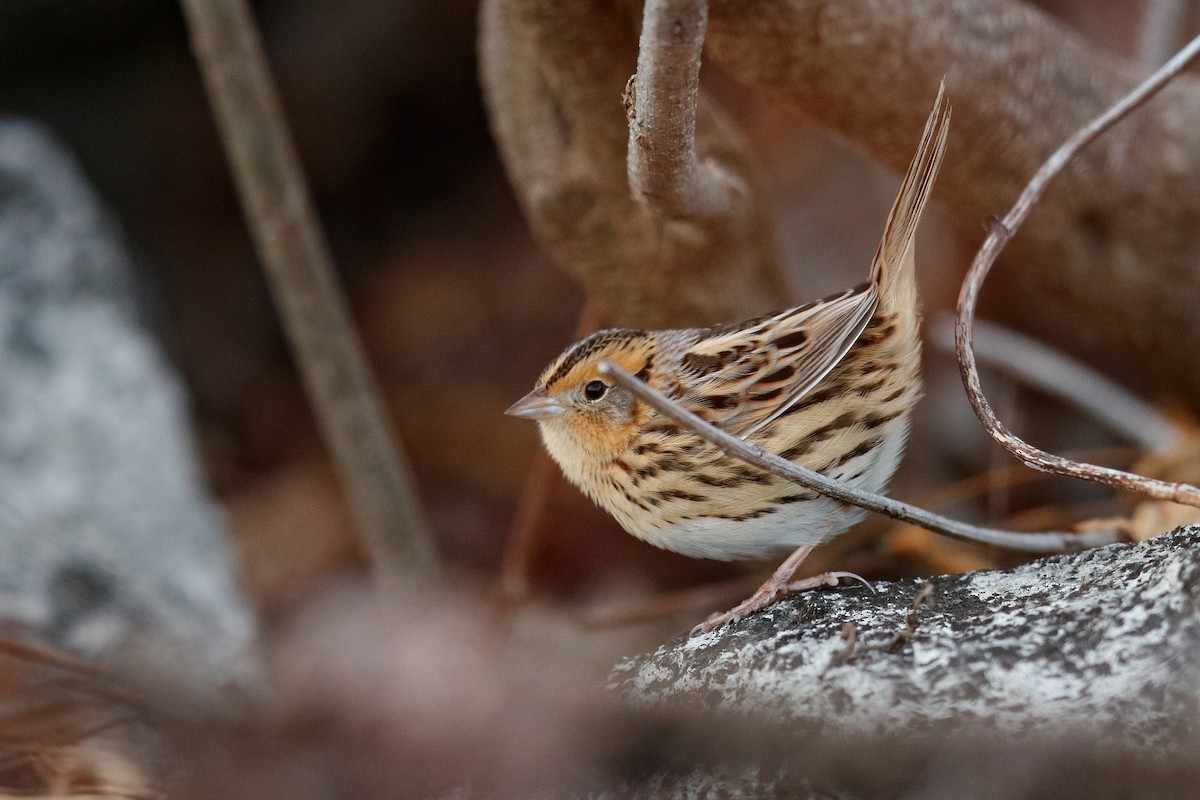 LeConte's Sparrow - ML645184169
