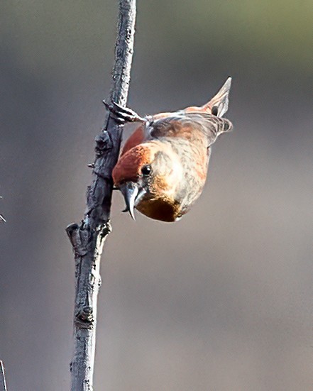 Red Crossbill - ML645184170
