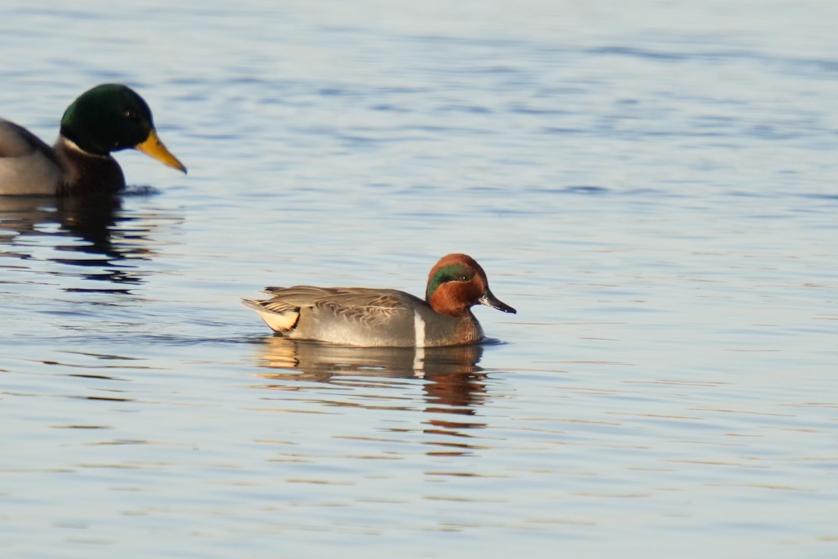 Green-winged Teal - ML645184175