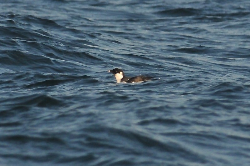 Ancient Murrelet - ML645184181