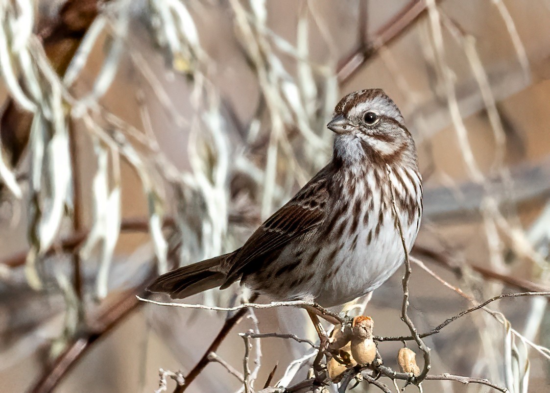 Song Sparrow - ML645184184