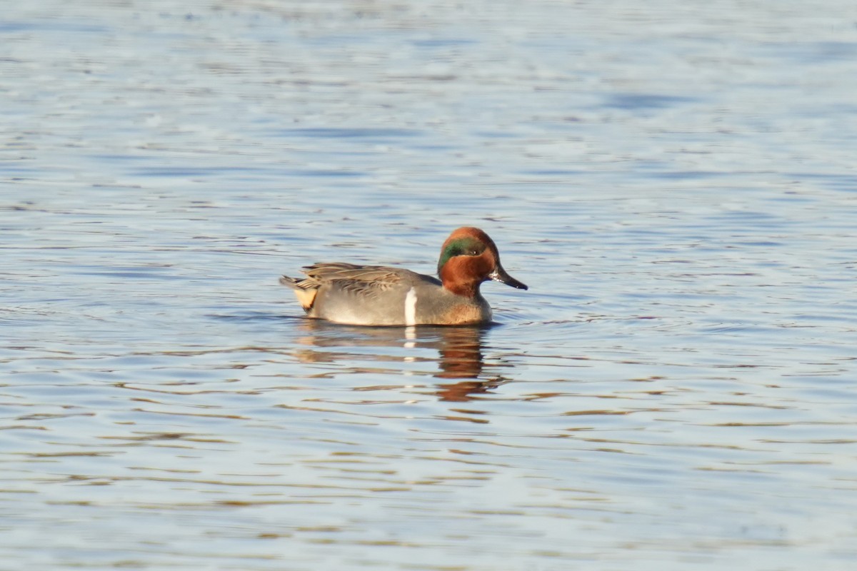 Green-winged Teal - ML645184185