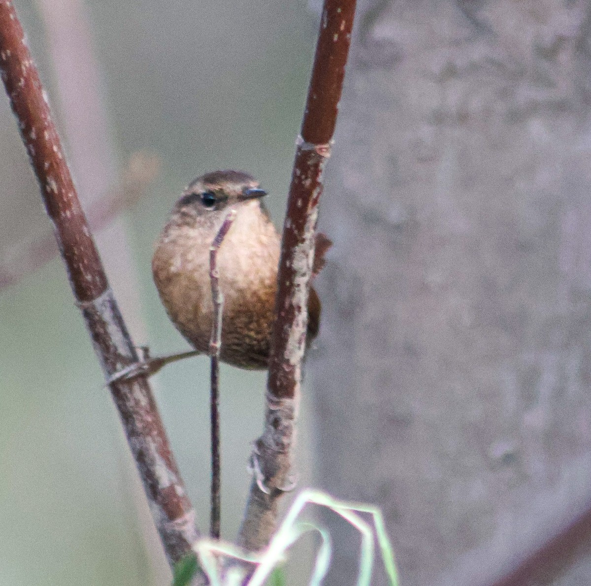 Winter Wren - ML645184187