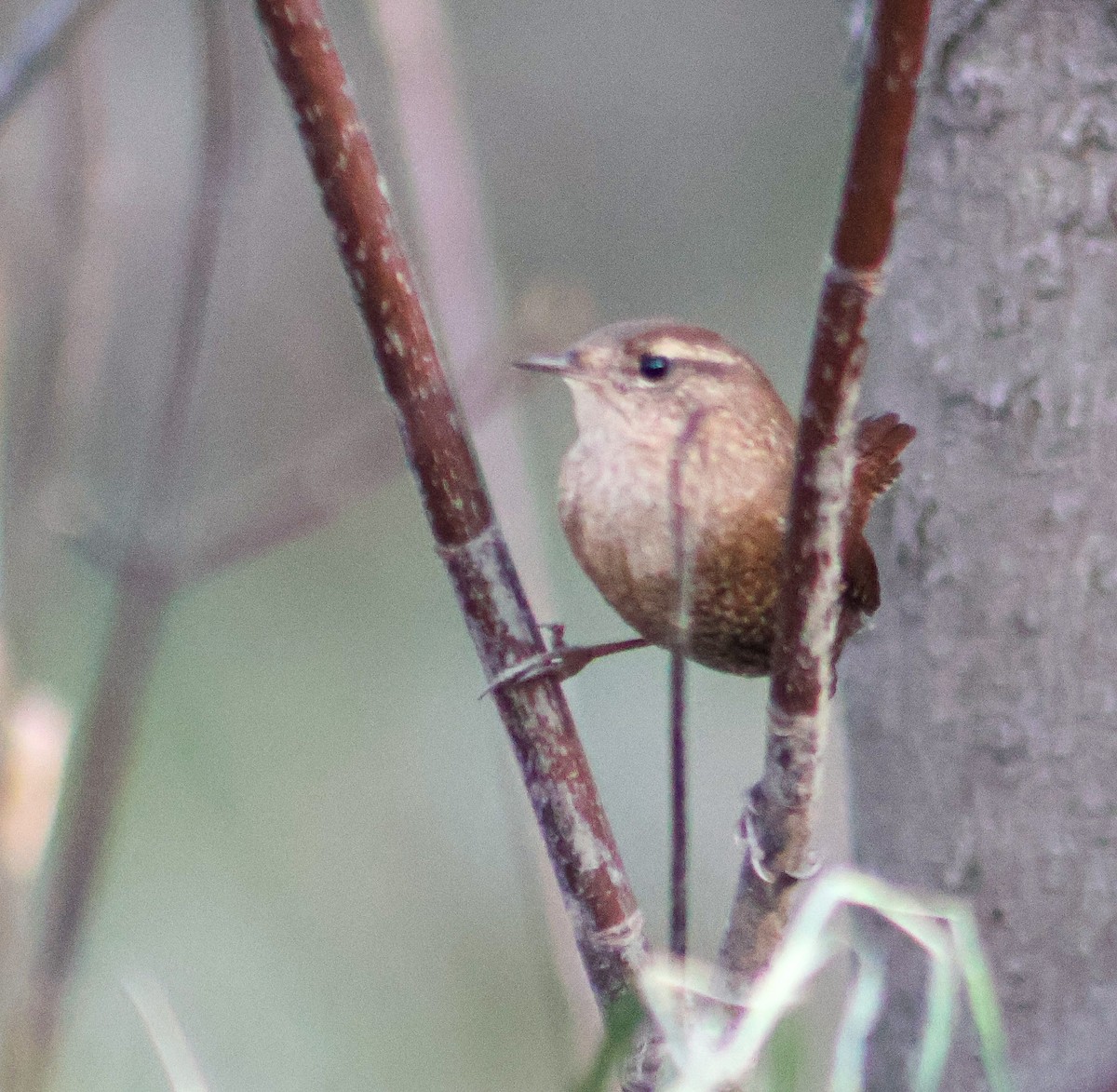 Winter Wren - ML645184188