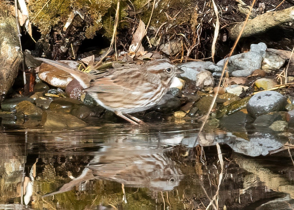 Song Sparrow - ML645184190