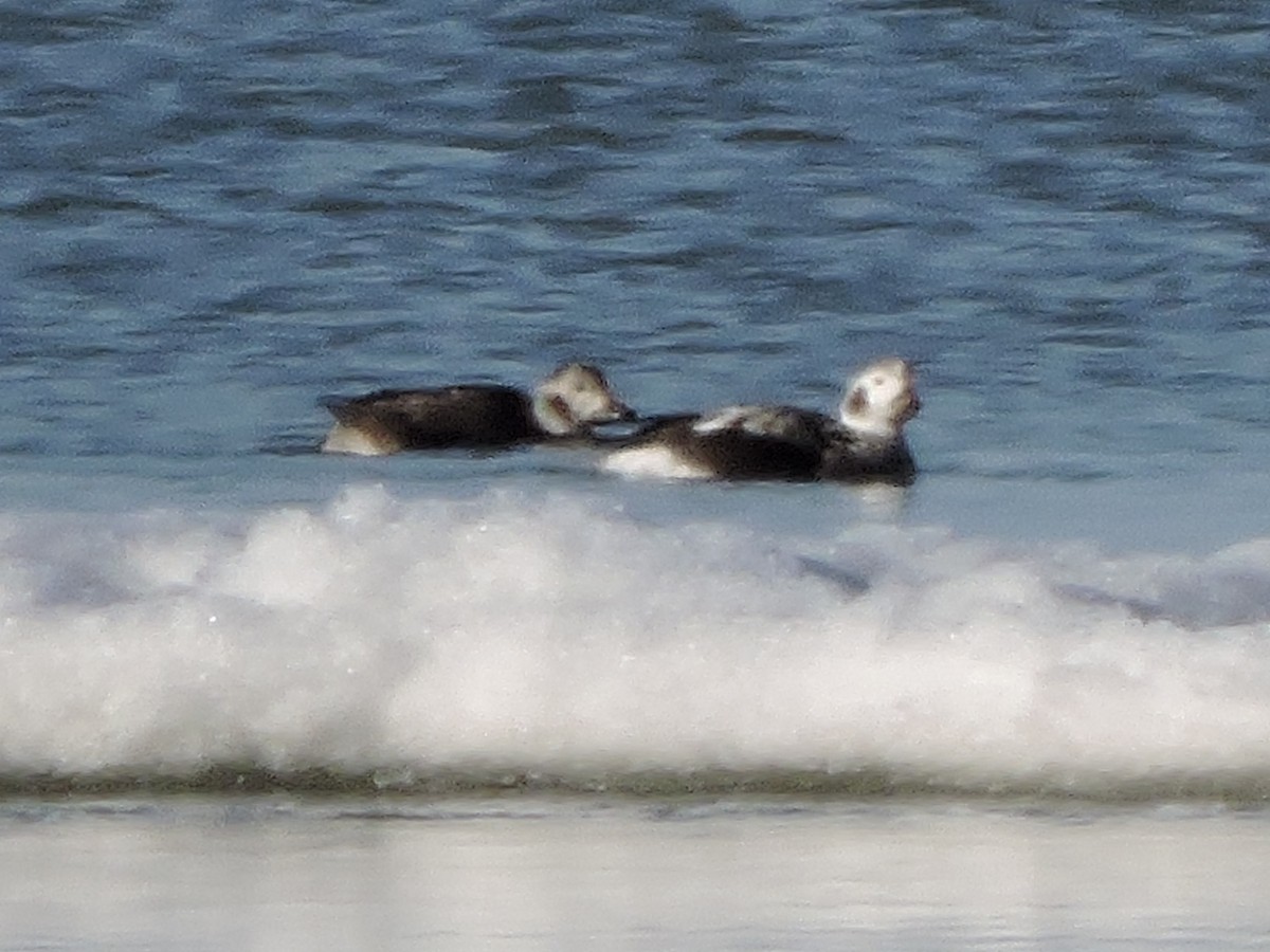 Long-tailed Duck - ML645184194