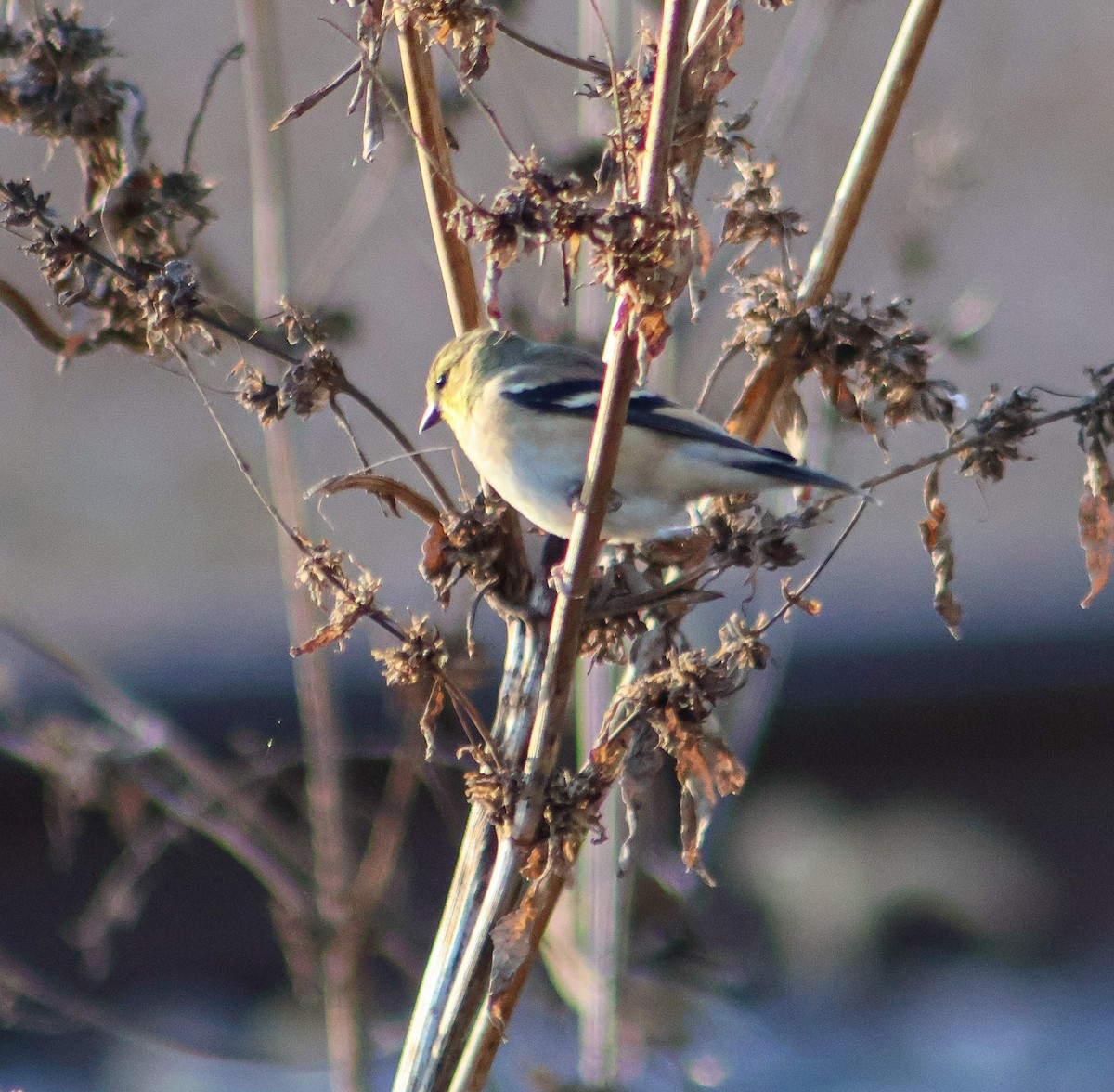 American Goldfinch - ML645184197