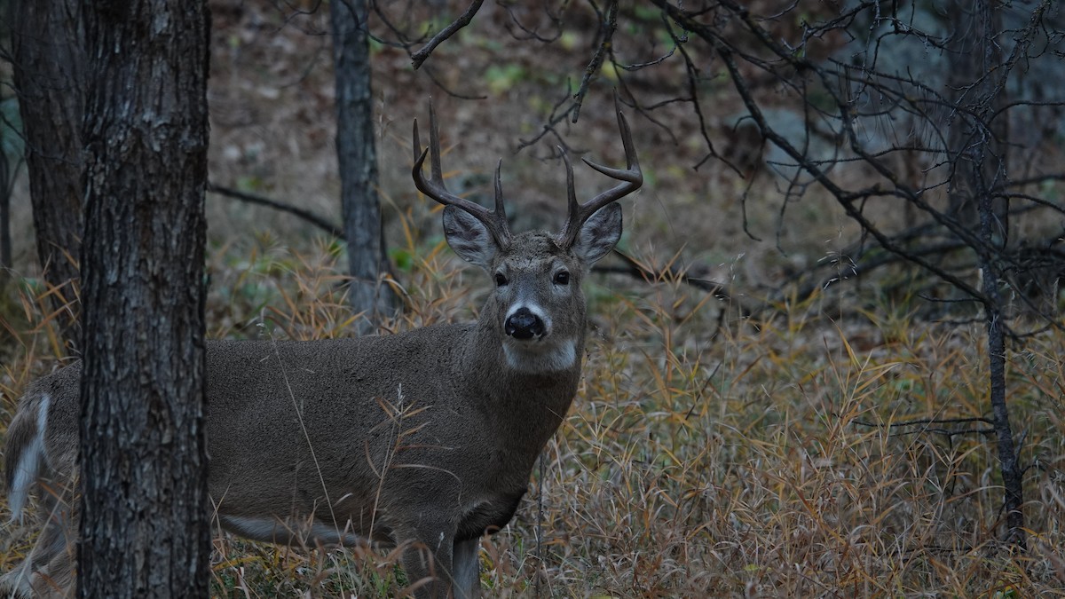 白尾鹿 - ML645184200