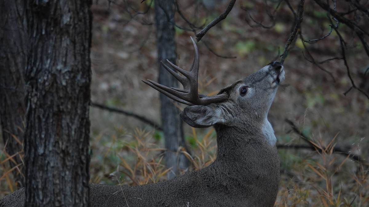 白尾鹿 - ML645184201