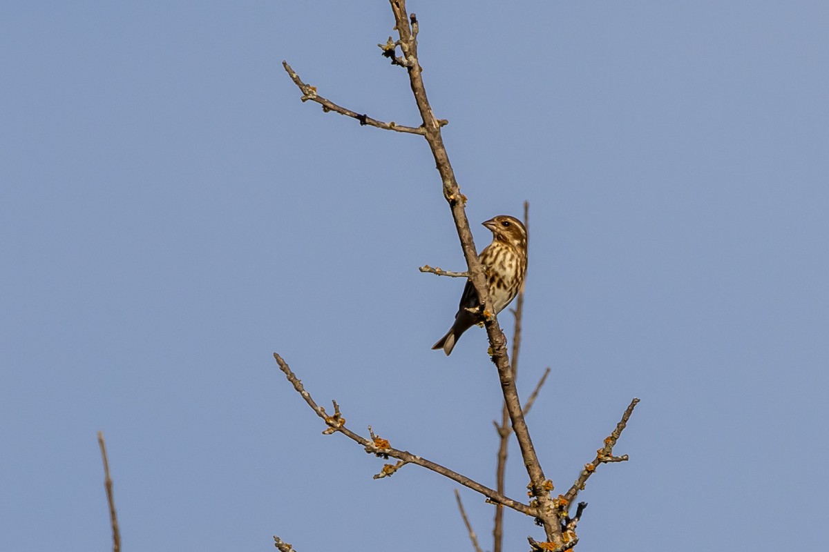 Purple Finch - ML645184203