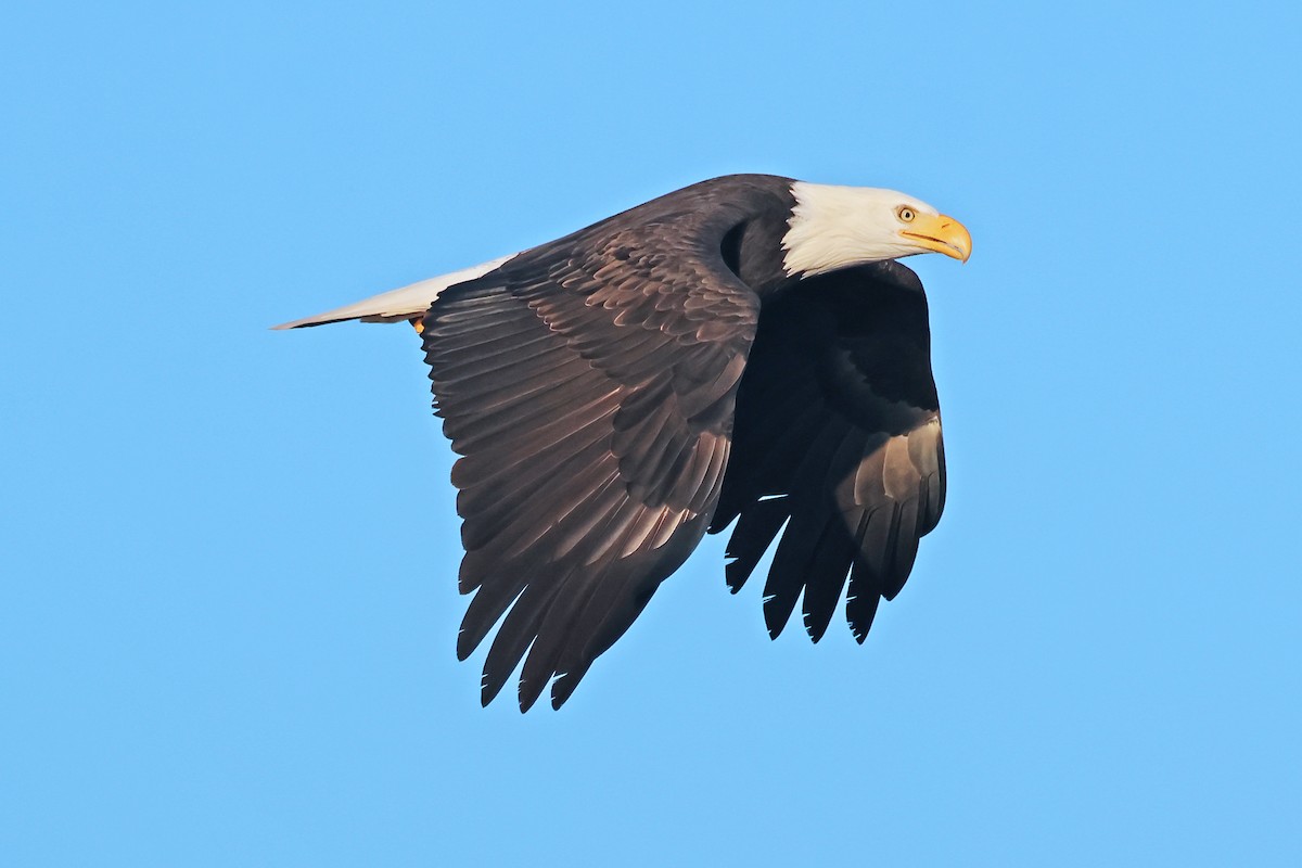 עיטם לבן-ראש - ML645184206
