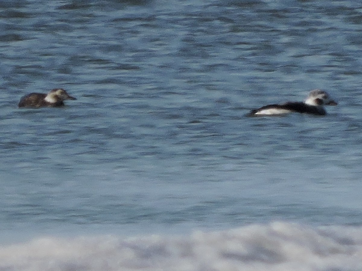 Long-tailed Duck - ML645184208