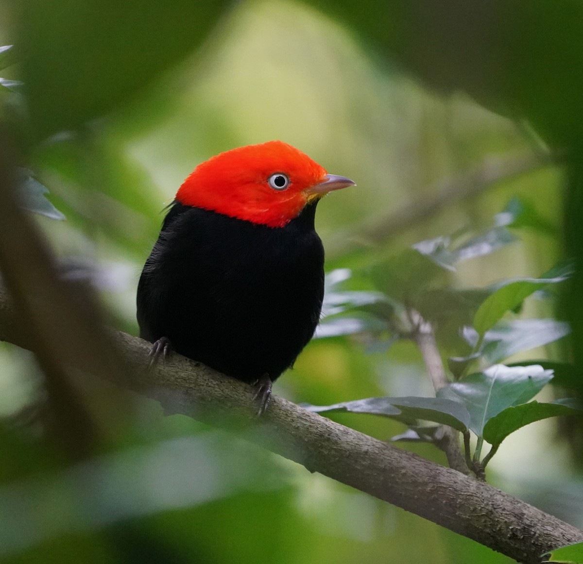 Red-capped Manakin - ML645184209