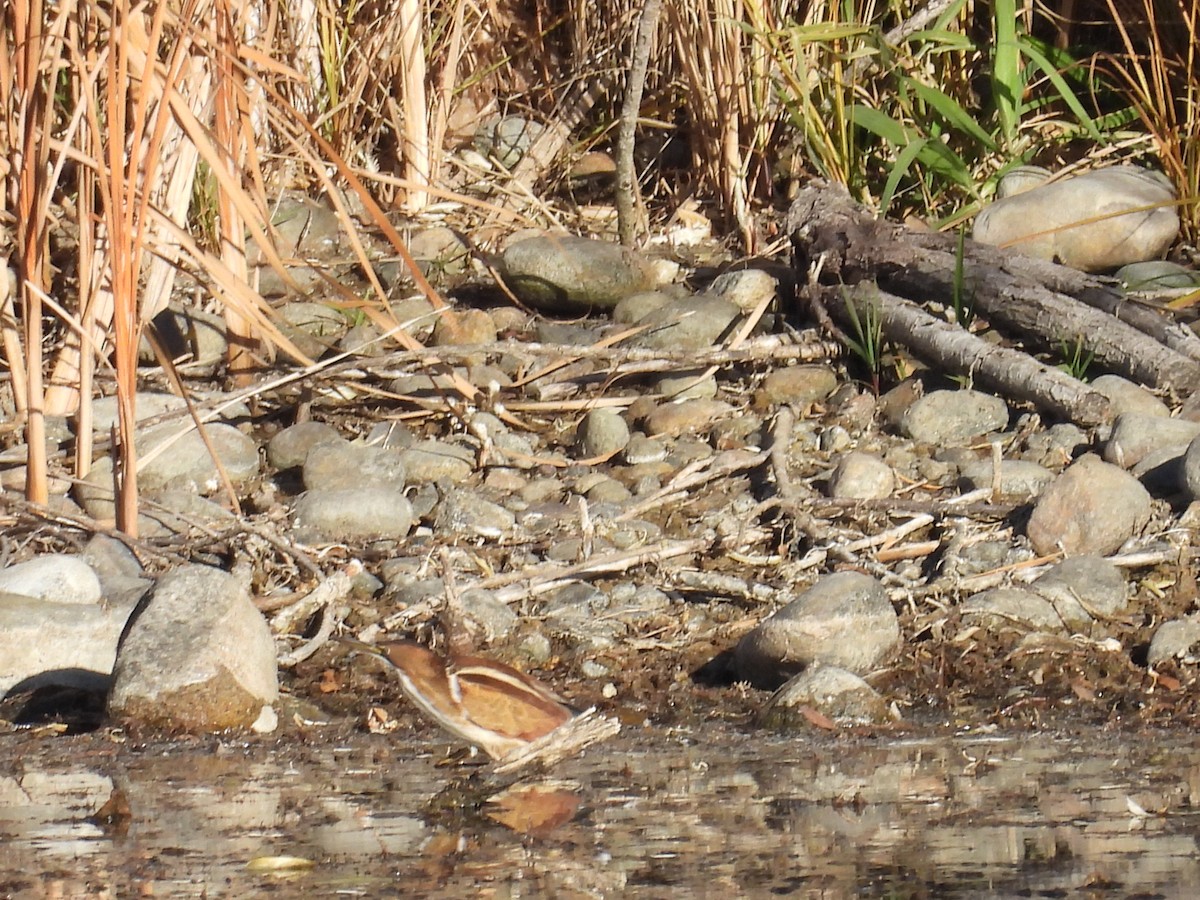 コヨシゴイ - ML645184215