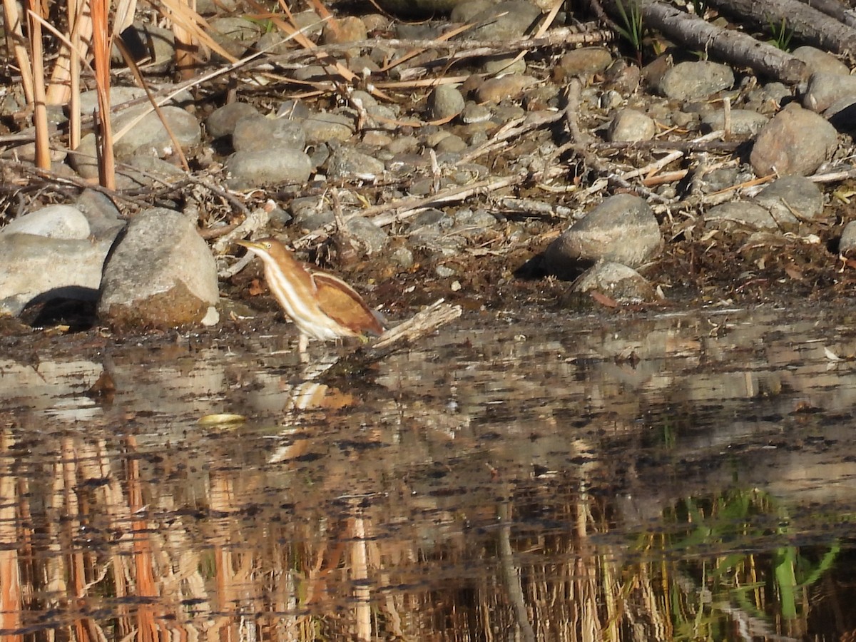 コヨシゴイ - ML645184216