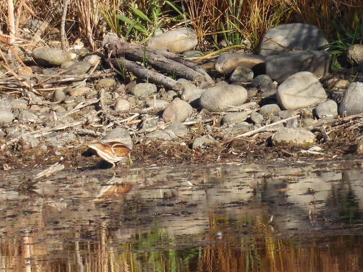 コヨシゴイ - ML645184217