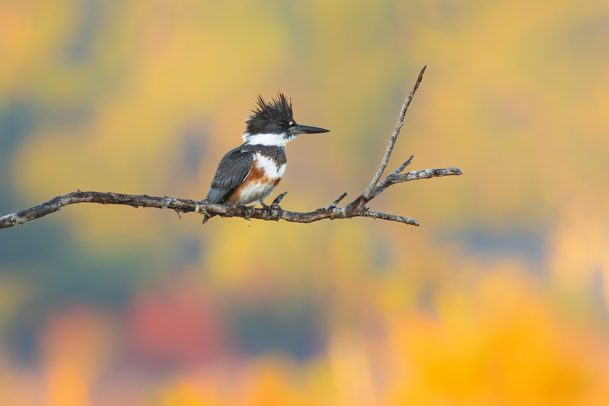 Опоясанный зимородок - ML645184225