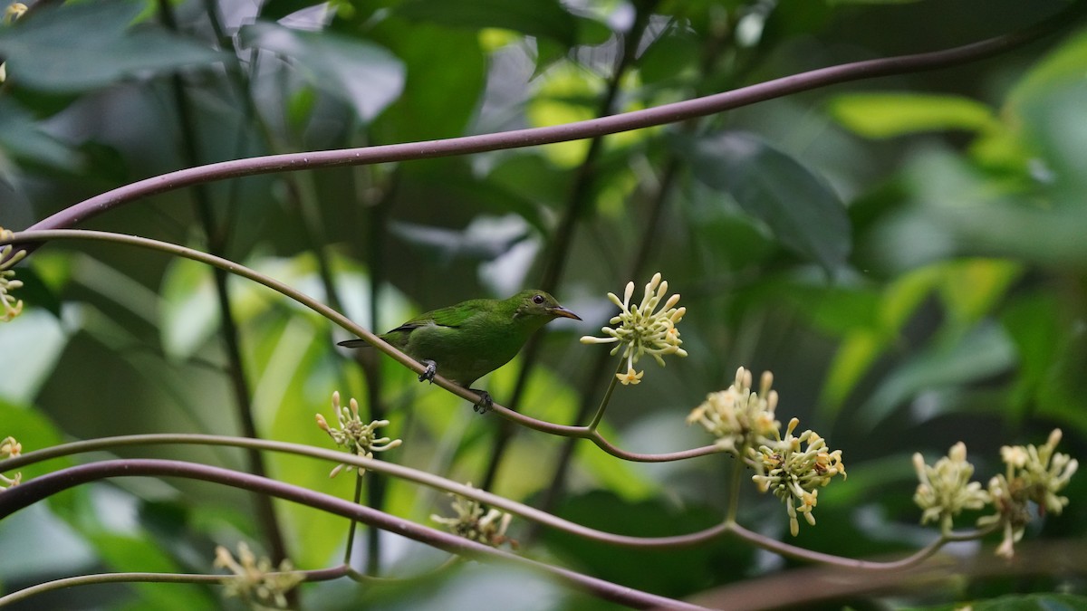 Green Honeycreeper - ML645184227