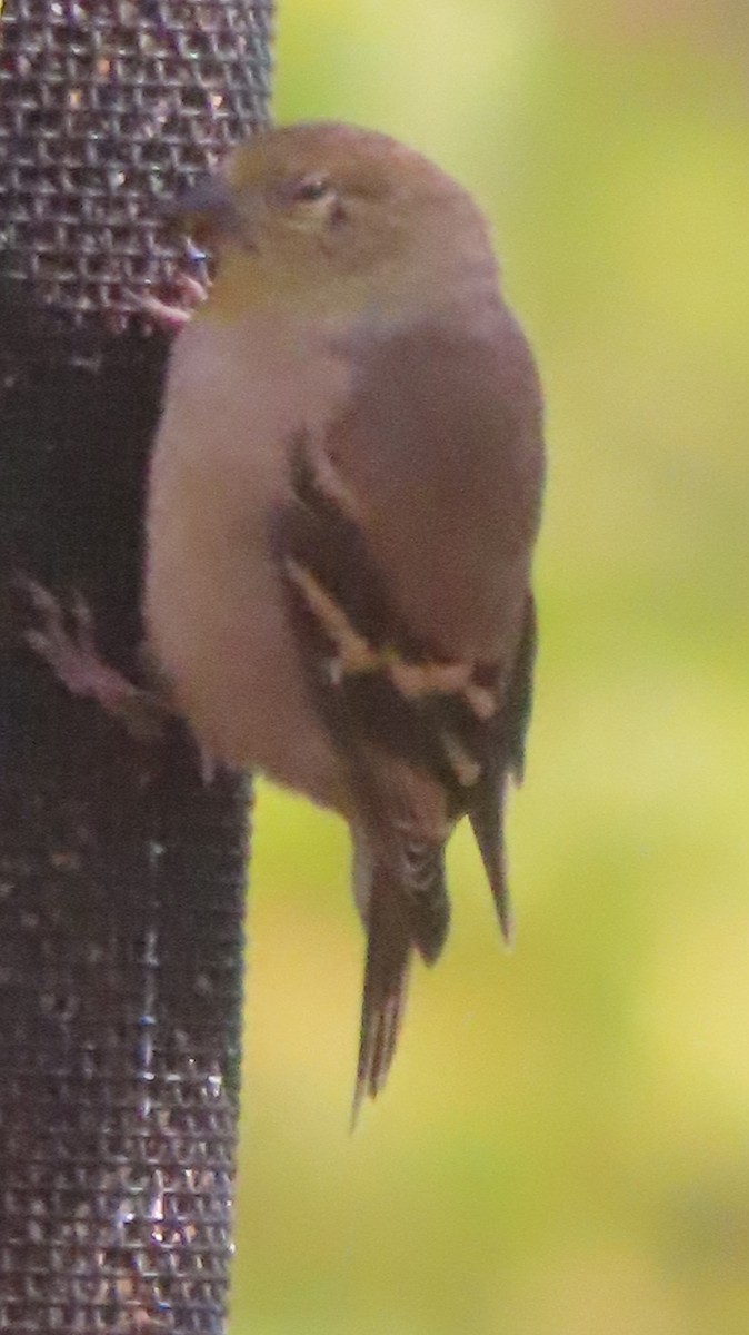 American Goldfinch - ML645184238
