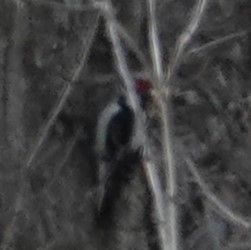 啄木鳥科 - ML645184242