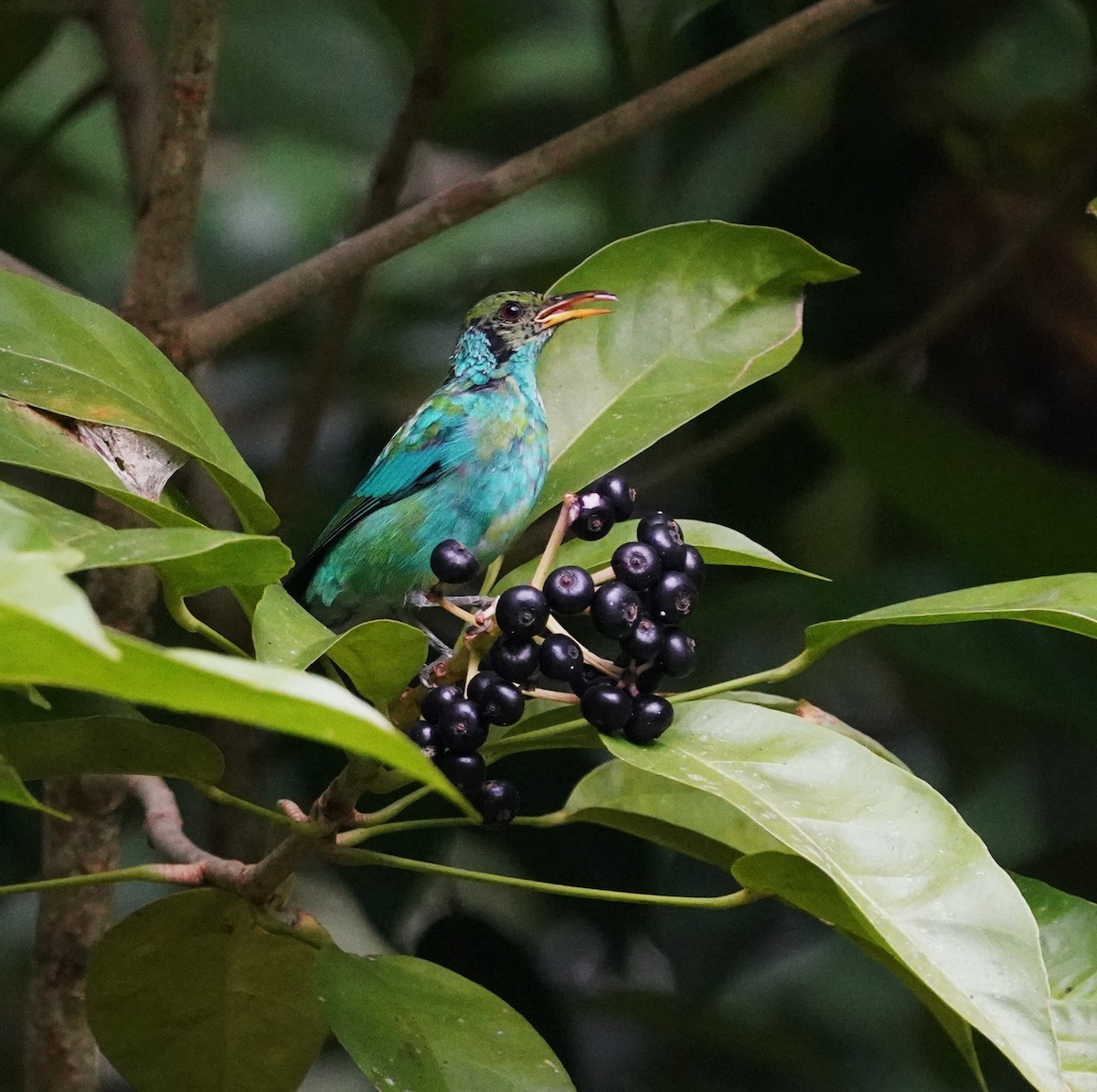 Green Honeycreeper - ML645184247