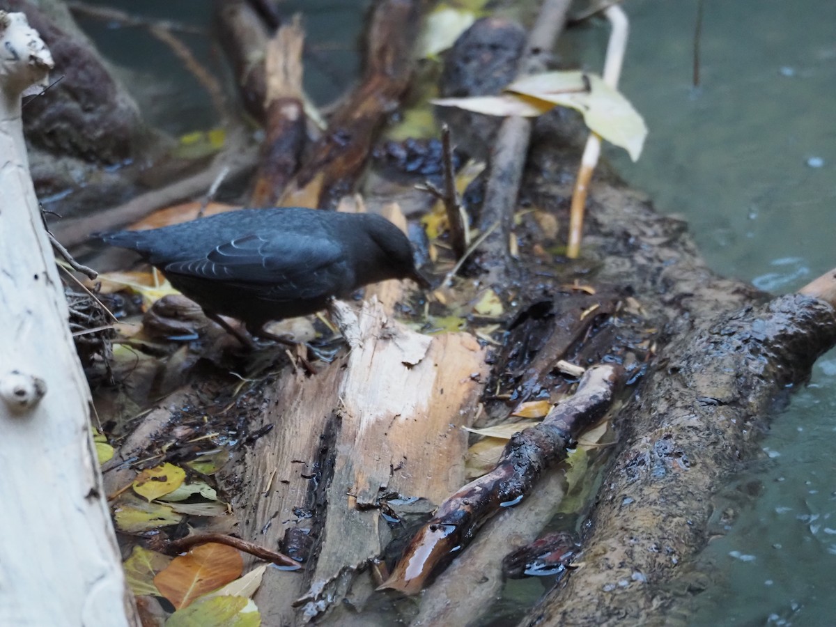 American Dipper - ML645184248