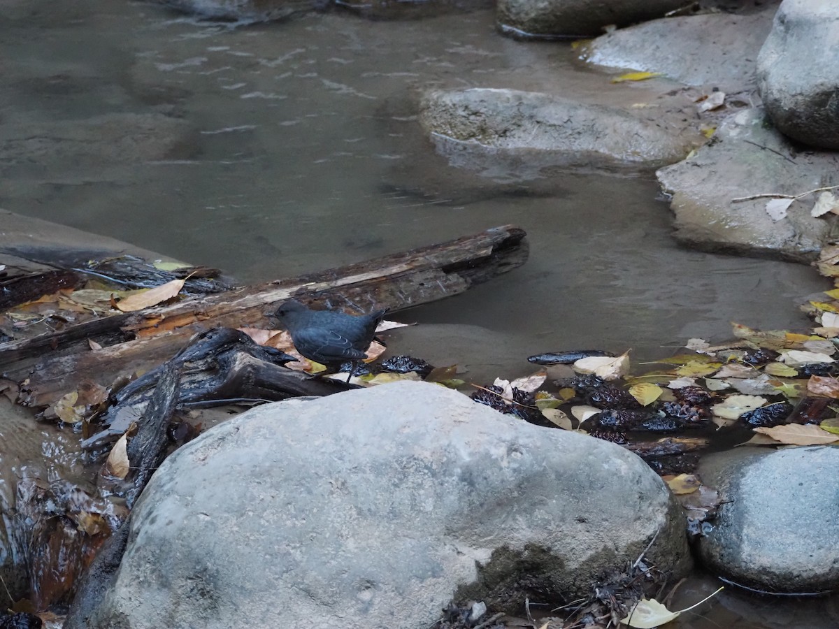 American Dipper - ML645184249
