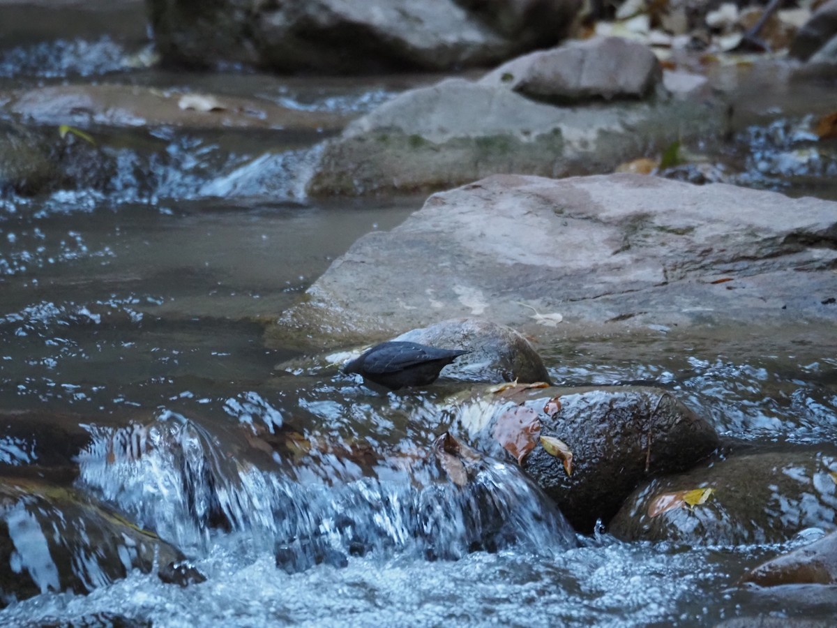 American Dipper - ML645184250