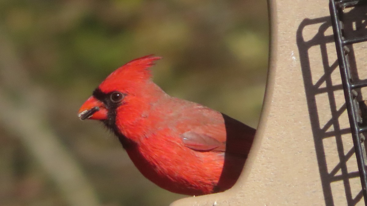 Kırmızı Kardinal - ML645184254