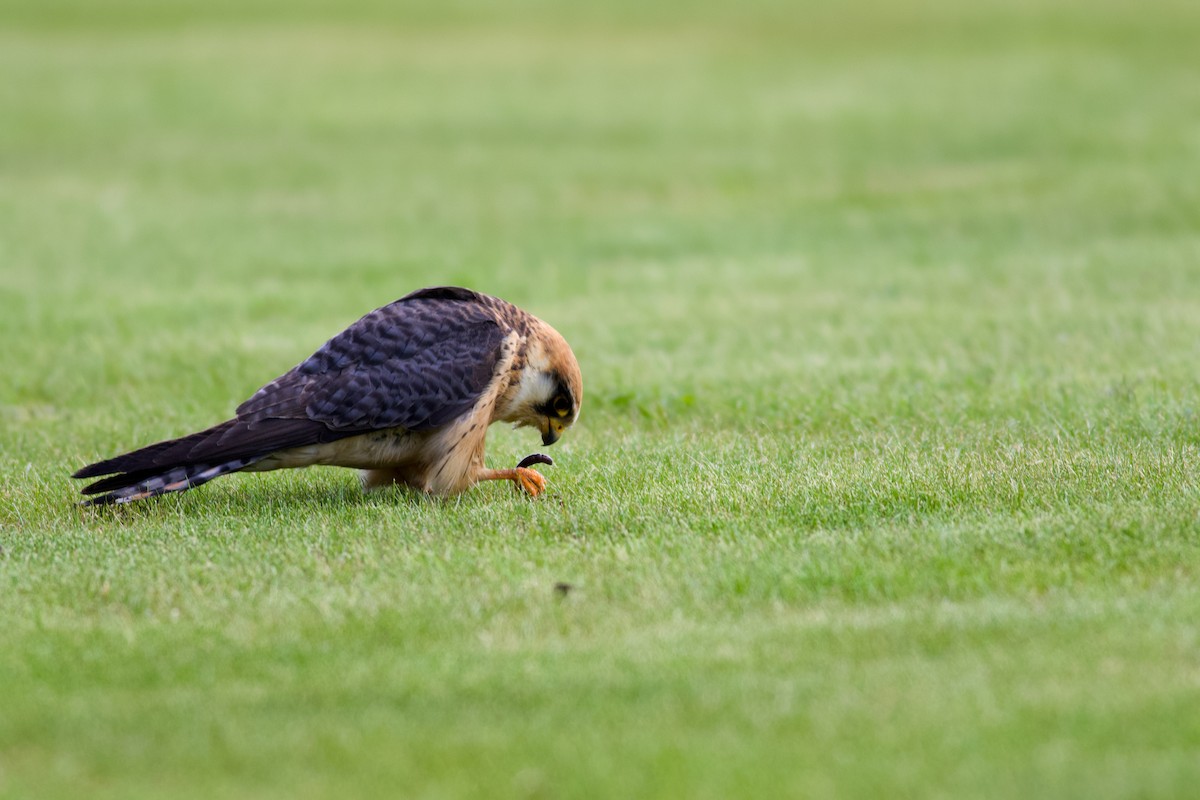 Red-footed Falcon - ML645184255