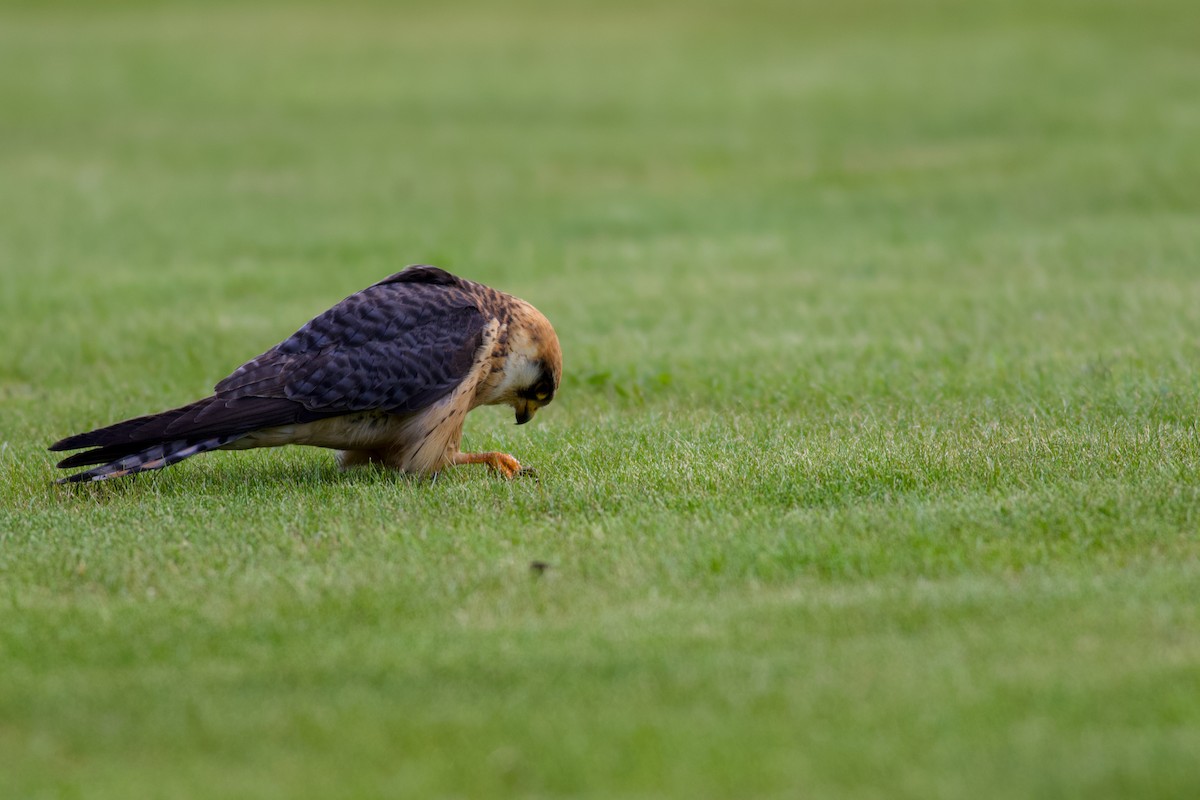 Red-footed Falcon - ML645184257